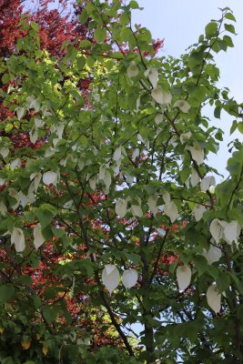 Davidia involucrata - davidie listenová - v květu